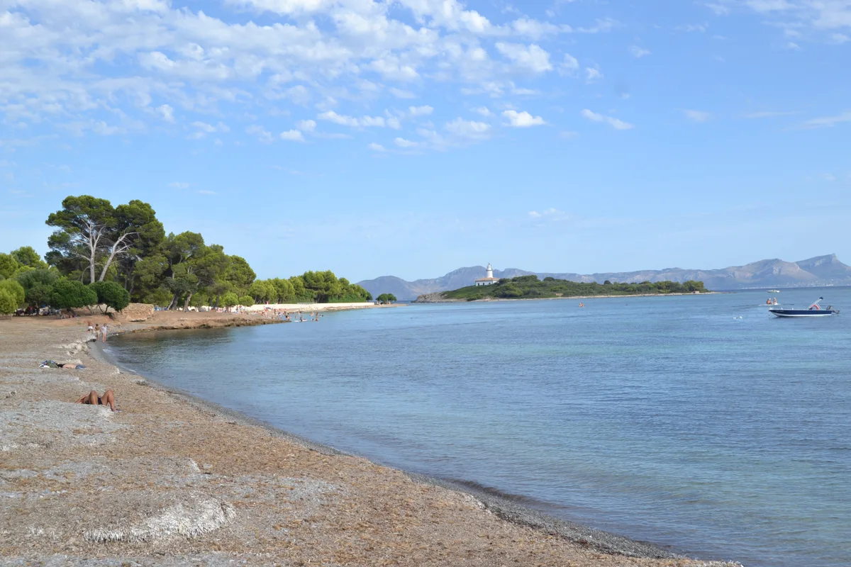 Orilla de cantos rodados y pinos en la playa de Alcanada